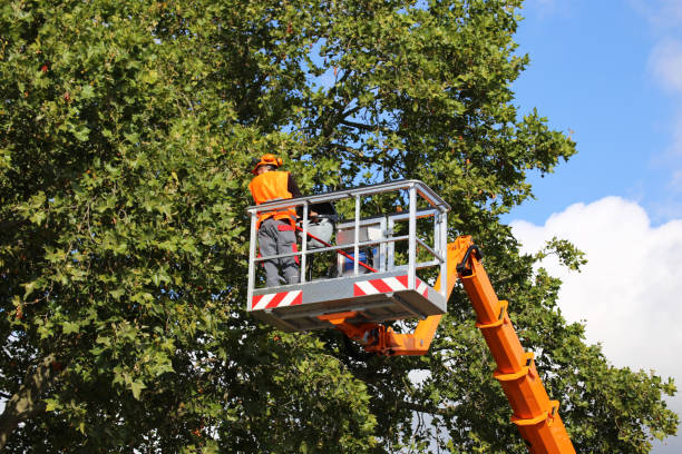  La Puebla, NM Tree Services Pros